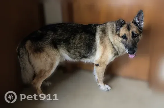 Lost dog, Old US Highway 22, 2365, Edenburg — male German Shepherd, 14 years old - photo