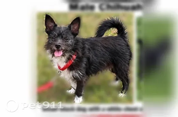 Lost dog, Chalmers Street, 301, Detroit — white chest and paws - photo