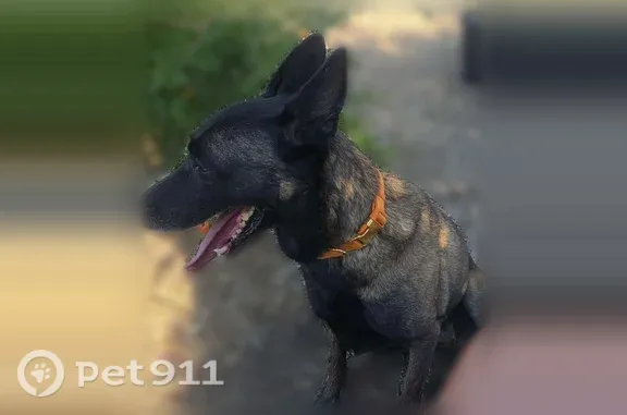 Found dog Phelan, photo: Found female dog, Phelan Road, 4125, Phelan, Phelan — brown and black Malinois