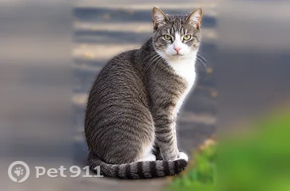 Lost cat, male, Forest Hill Boulevard, 2669, West Palm Beach — gray tabby with white feet - photo