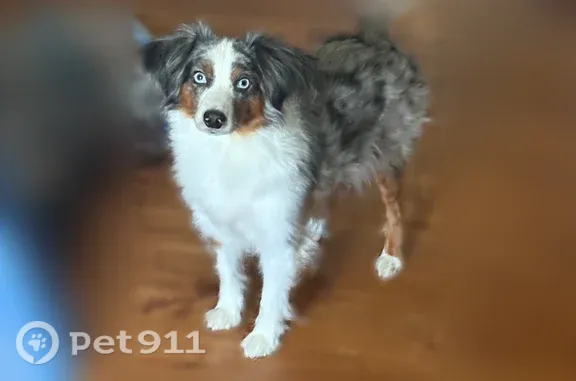 Lost Dog, Bethesda-Duplex Road, 4836, Bethesda, Bethesda — female with blue eyes - photo
