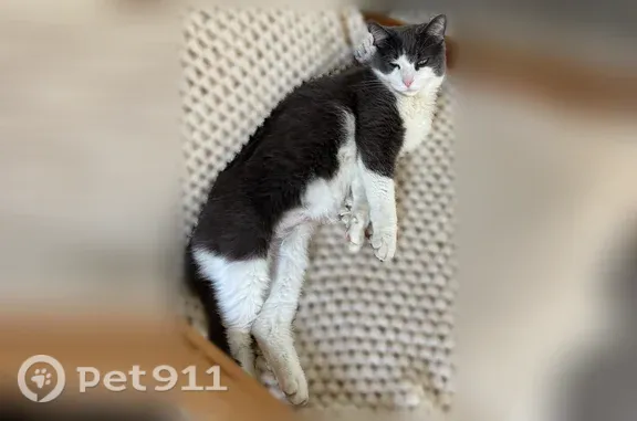 Lost cat, female, Rockford — gray and white with green eyes - photo