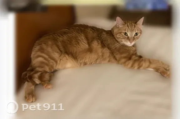 Lost cat, female, Reisterstown, Maryland — sweet orange tiger cat - photo