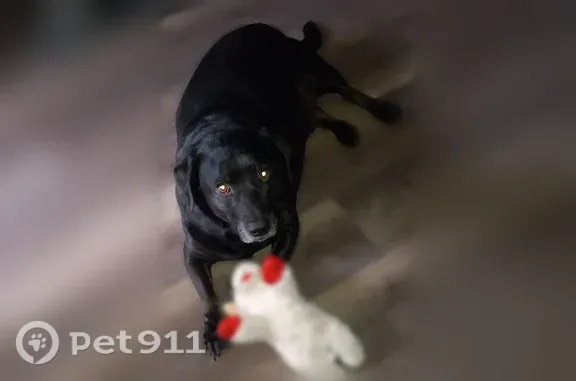 Lost male dog, Killeen — black Labrador mix with a silver collar - photo