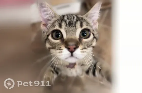 Lost female cat, North 200 West, Bountiful — brown tabby with greenish-gold eyes - photo