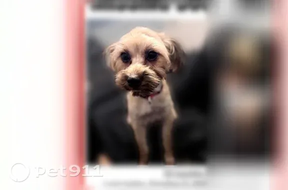 Lost female dog, Hidden Valley Drive, 548, Houston — small with dark eyes - photo