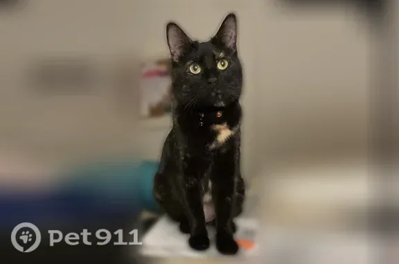 Missing cat Chico, photo: Lost female cat, Alameda Park Circle, 28, Chico — dark brown tortoiseshell