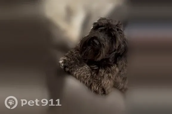 Lost female dog, West Westward Avenue, 1027, Banning — friendly schnauzer - photo
