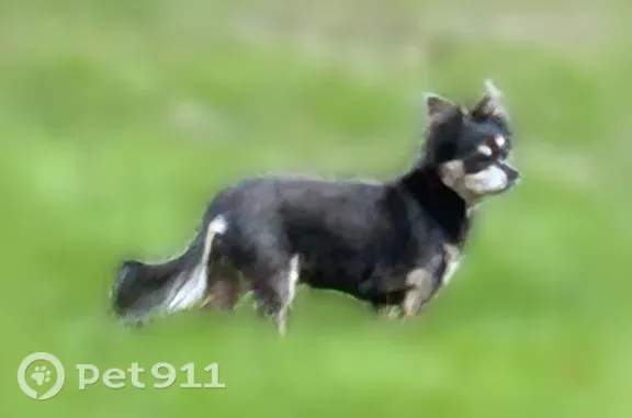 Lost dog, Holloman Road, Durham — black and tan male, 15 years old - photo