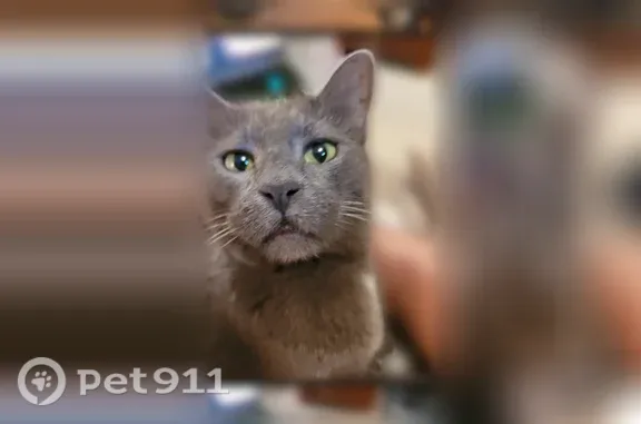 Lost cat, Culbertson Avenue, 710, New Albany — 14-year-old Russian blue with green eyes - photo