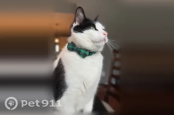 Lost cat, Meadow Pond Drive, 10066, Mechanicsville — male tuxedo cat - photo