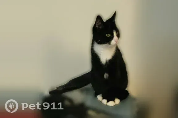 Lost cat, Greenland Drive, 570, Lancaster, York — small black-and-white female - photo