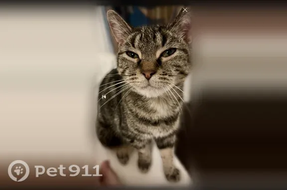 Lost male cat, Stonegate Drive, 1783, Montgomery, Montgomery — grey tabby with black stripes - photo