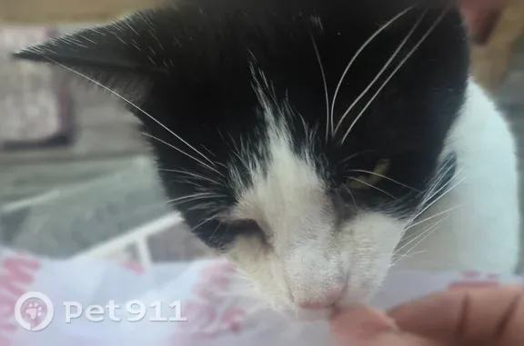 Lost Cat, East Indiana Avenue, 6, Long Beach, Forked River — neutered male with blue collar - photo