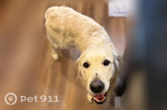 Lost dog, Horsehead Road, 1290, Lugoff, Lugoff — friendly male with blonde hair - photo