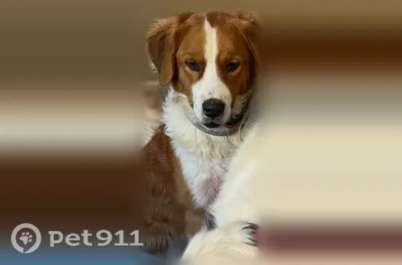 Lost dog, male, Horsehead Road, 1290, Lugoff — friendly - photo