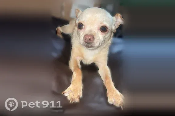 Missing dog Los Angeles, photo: Lost dog, female, Gorman Avenue, 10738, Los Angeles, Los Angeles — small, light brown, very friendly