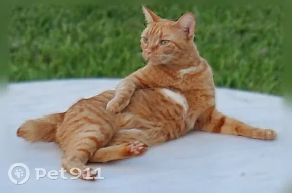 Lost cat, 4th Avenue Drive West, 4317, Memphis, Palmetto — male, no collar - photo