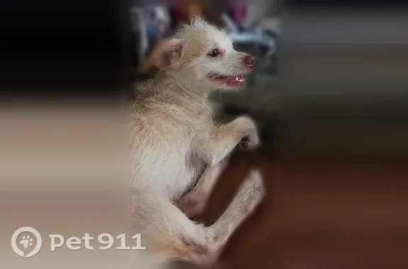Lost dog, Pitcairn Street, 3184, San Diego — very small female dog - photo