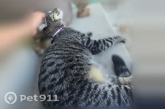 Lost male cat, Belva Way, 6309, North Highlands, Roseville — gray/black tabby with green eyes - photo