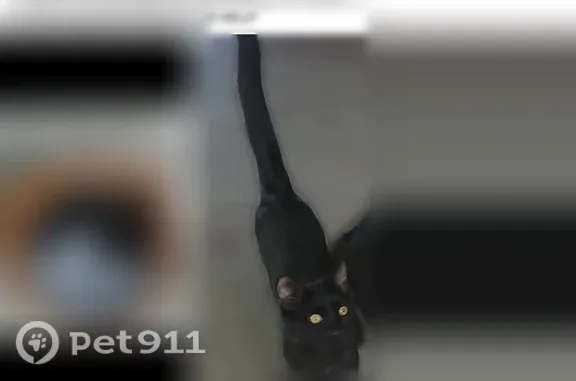 Lost cat, West Genesee Street, 4101, Syracuse — 7-month-old male with short hair - photo