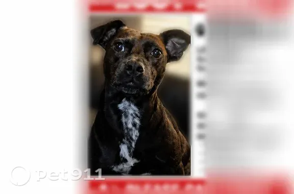 Lost dog, Melrose Street, 1987, Arlington — black mini Lab-pointer mix - photo