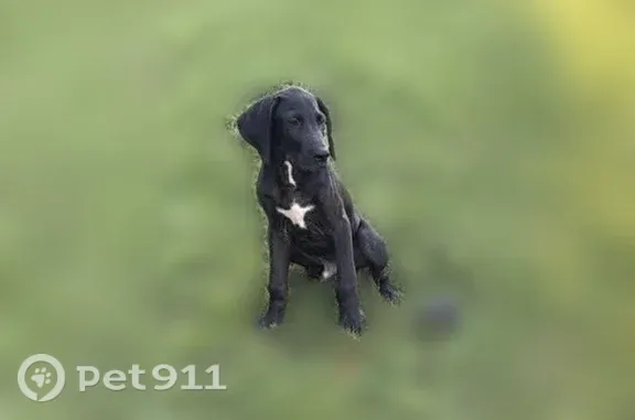 Lost male dog, Lesmil Road, 1207, Wellston, Coalton — 4 months old - photo