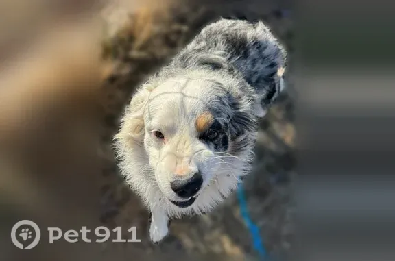 Lost male dog, Main Street, 100, Steelville — friendly with a bobbed tail - photo