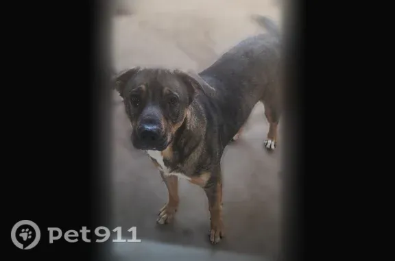 Missing dog San Antonio, photo: Lost dog, Quintard Street, 5250, San Antonio — answers to Hippo