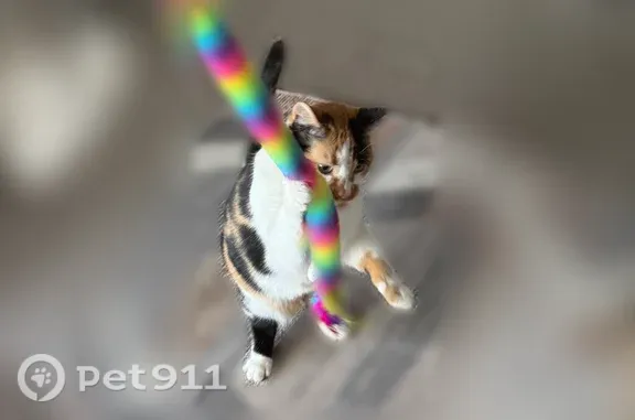 Lost female cat, Rolling Creek Way, 11634, South Jordan — calico coloring - photo