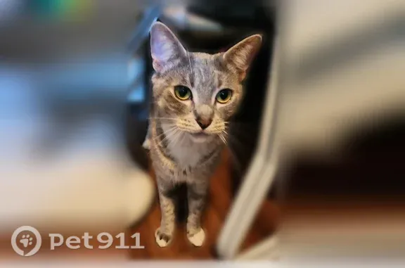 Lost female cat, Van Buren Street, 15261, Midway City, Los Angeles — white paws and rhinestone collar - photo