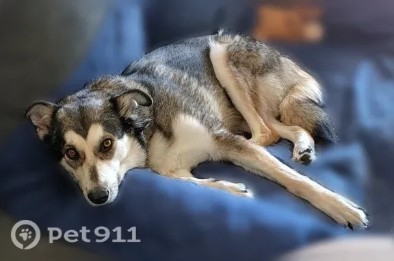 Lost pets Phoenix, photo: Lost Dog, Tucson, Arizona, Phoenix — female black-and-white Husky Shepherd mix