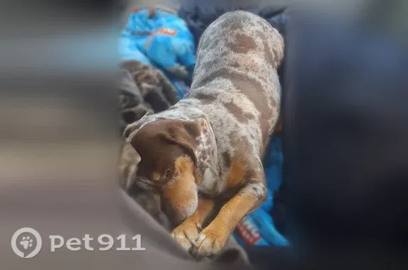 Lost dog, Tackett Loop, 553, Caryville — jumped out a window - photo