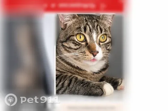Lost cat, male, East Willard Street, 718, Manhattan — understands Spanish - photo