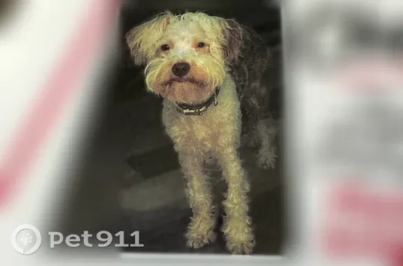 Lost female dog, South Carolina 246, 4802, Hodges, Hodges — one blue eye and one brown eye - photo