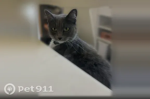 Lost female cat, San Blanco Drive, 1317, Salinas — grey with white fur - photo