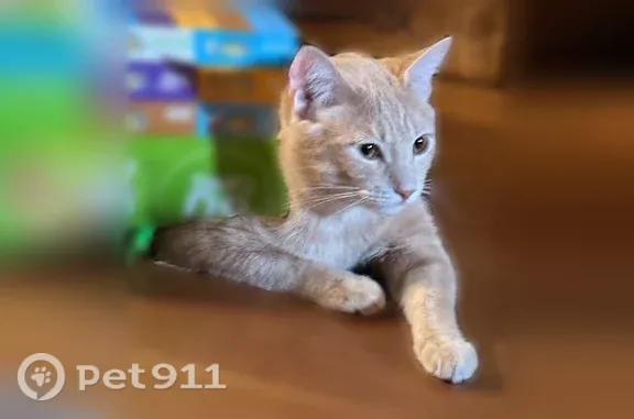 Missing cat Ellensburg, photo: Lost male cat, East 18th Avenue, 711, Ellensburg — indoor only