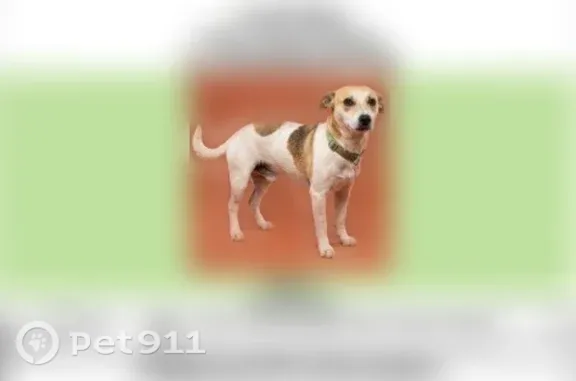 Lost Dog, Pearsall, Texas, Austin — male - photo