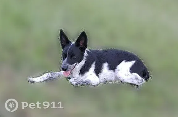 Lost dog, Cedar Lane, 7585, Saratoga, Dallas — female with a blue heeler puppy - photo