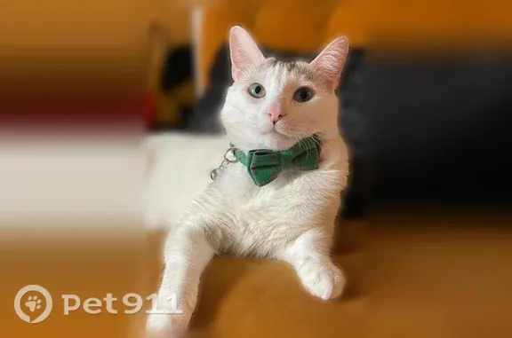 Lost cat, Angelina Bend Drive, 1508, Denton, Fort Worth — male with one green and one blue eye - photo