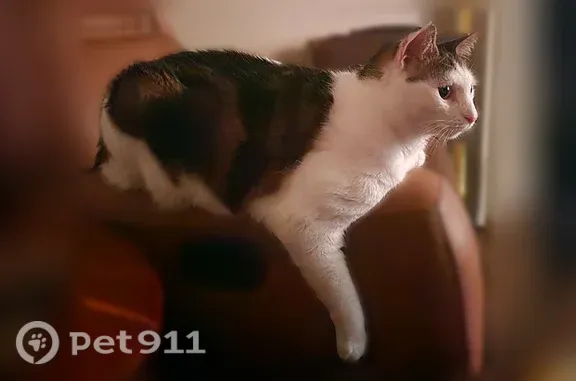 Lost male cat, Staplehurst Drive West, 8335, Jacksonville — 16-pound white tabby mix - photo