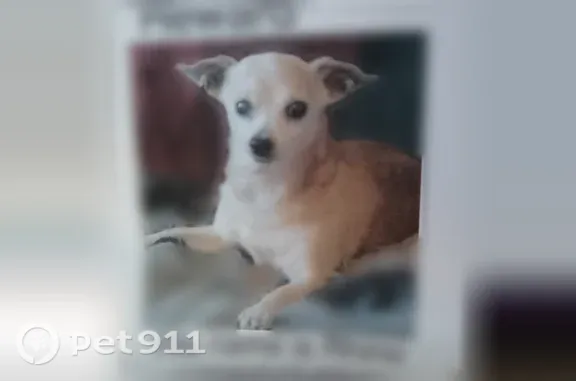 Lost Dog, East Oak Street, 537, Stockton, Sacramento — male - photo