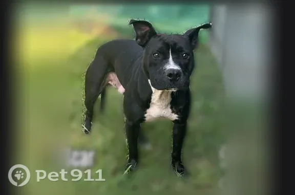 Lost dog, Summercreek Drive, Spartanburg — male black American Pitbull - photo