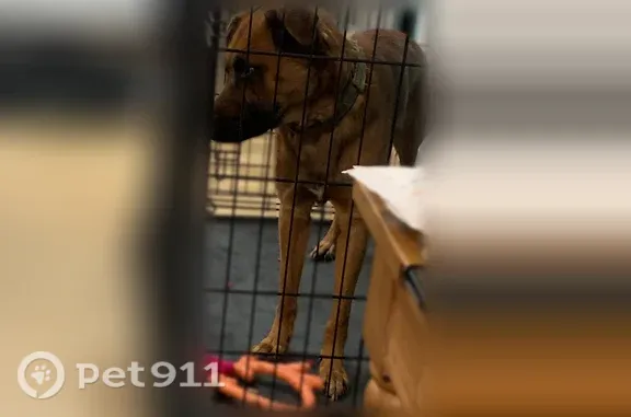 Lost male dog, Timrod Road, 2927, Bethune — light brown coat - photo