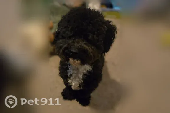 Lost Dog, Scott Street, 8635, Houston — small male dog with a white chest - photo