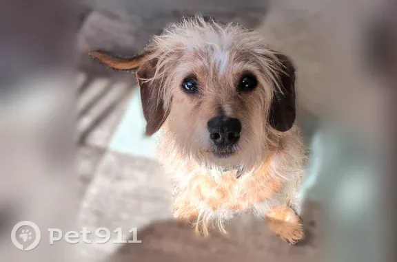 Missing dog Warren, photo: Lost dog, West Federal Street, Niles, Warren — male with a cream coat
