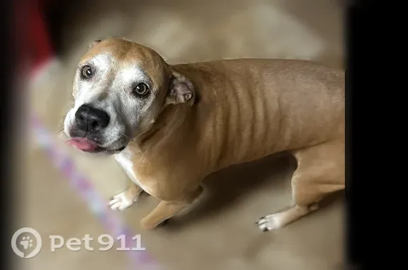 Lost dog, Harvard Lane, 5403, Killeen, Schertz — female; gate left open - photo