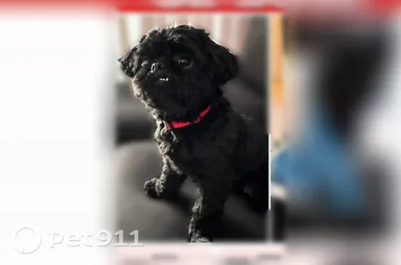 Lost dog, East Yale Avenue, 8400, Denver — little black Shih Tzu - photo