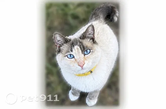 Missing cat Oakdale, photo: Lost female cat, Twildo Road, Oakdale — blue eyes