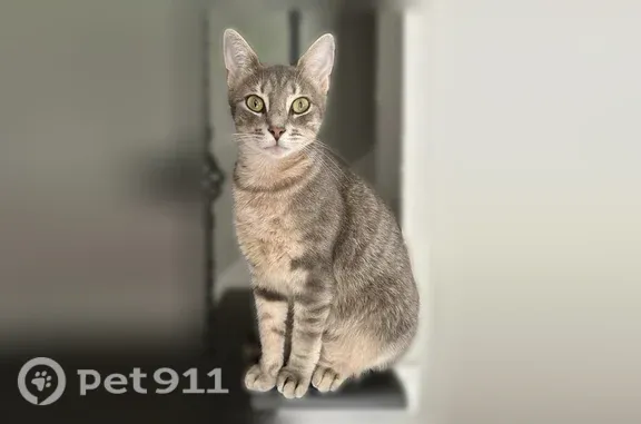 Lost female cat, Watlington Drive, 1839, Charlotte — gray/beige coat, green eyes - photo